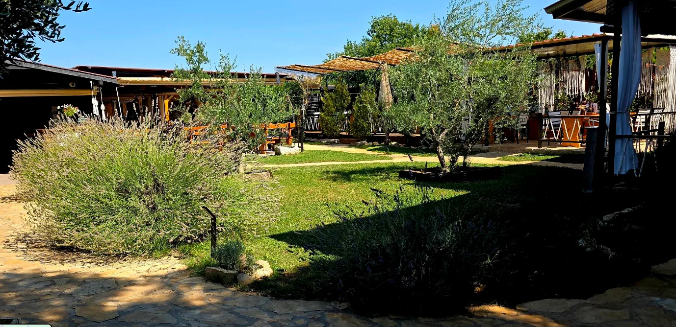 The garden with olive trees and lavender