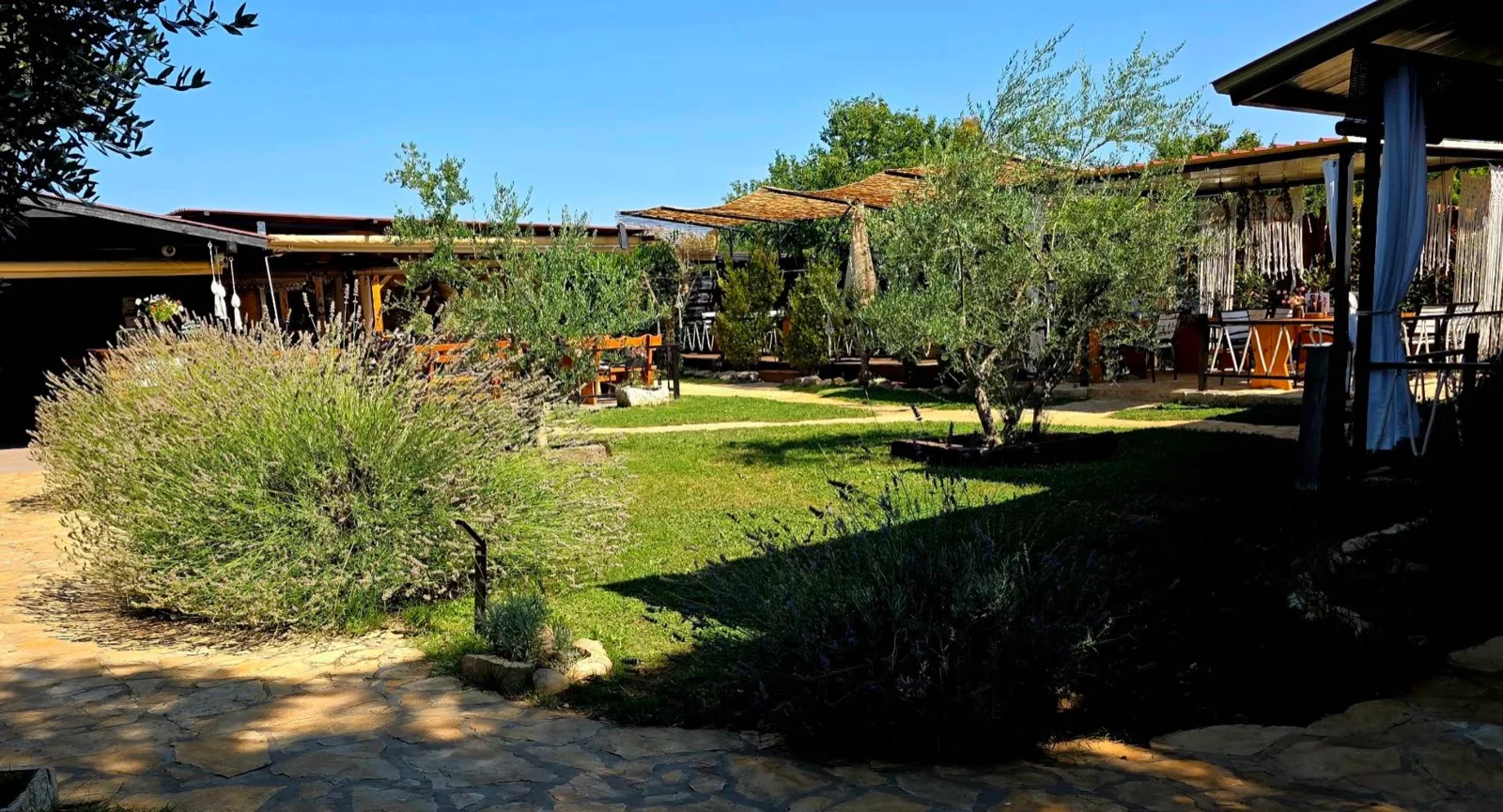 Panoramic view of the outdoor garden with olive trees and lavender